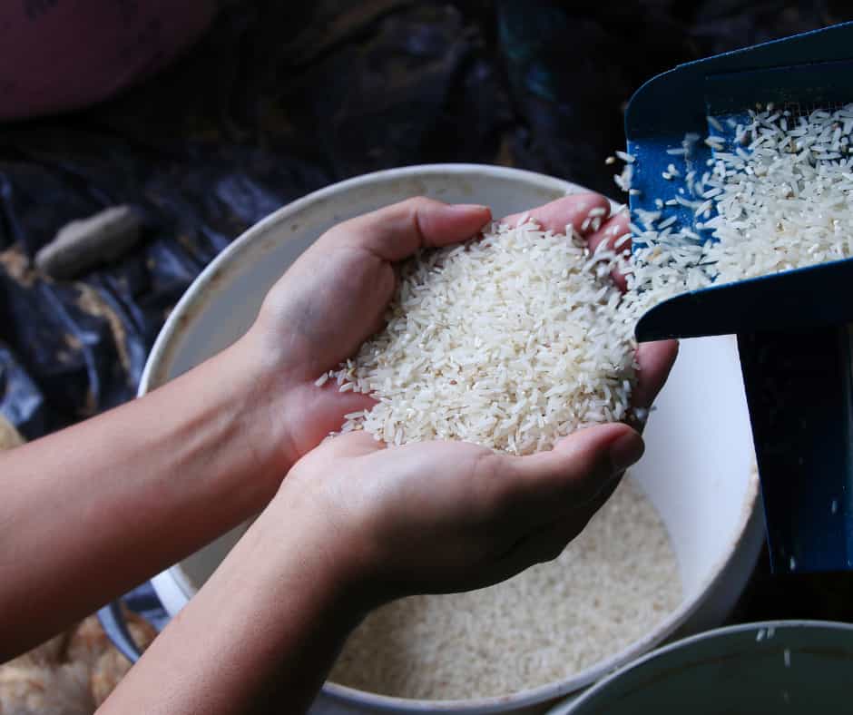 Farmer harvesting rice